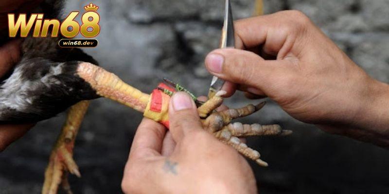 Đá gà cựa sắt Win68 - Đấu trường kịch tính không thể bỏ lỡ 2 Một số điều cần biết về đá gà cựa sắt